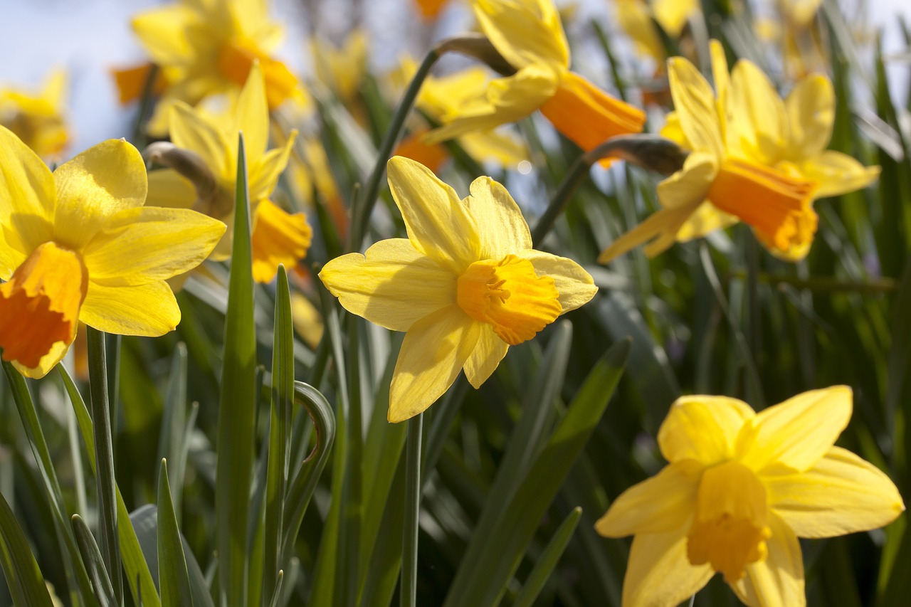 narcissus amaryllis plant daffodil free photo