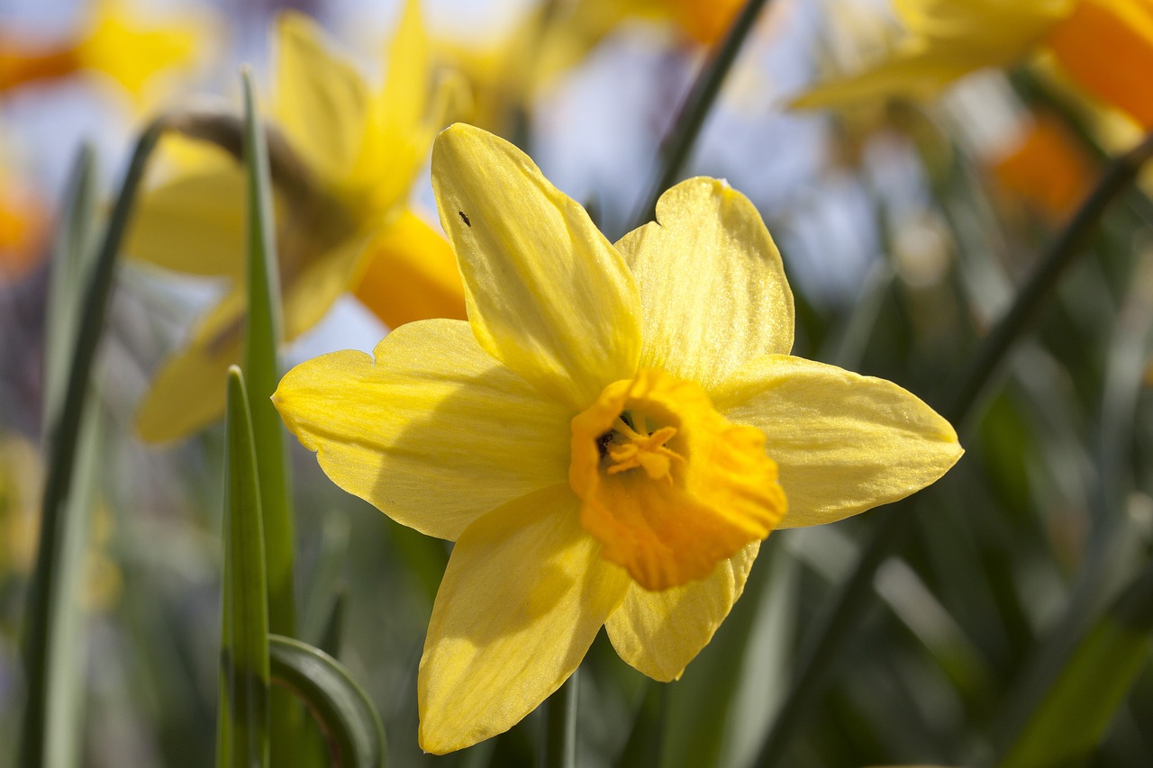 narcissus amaryllis plant daffodil free photo