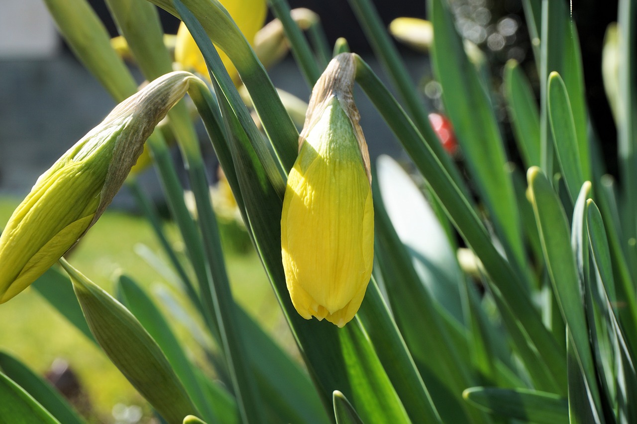 narcissus blossom bloom free photo