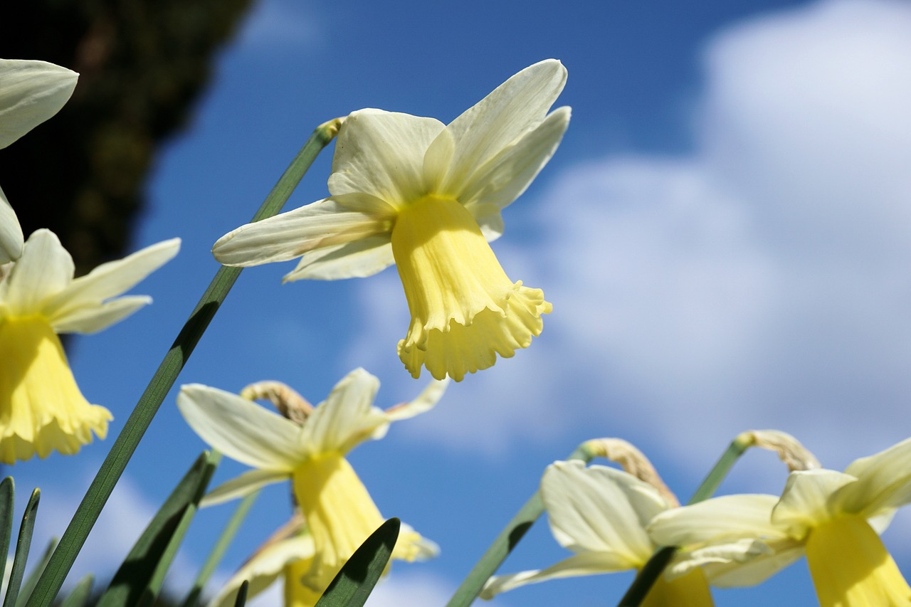 narcissus flowers narcissus pseudonarcissus free photo