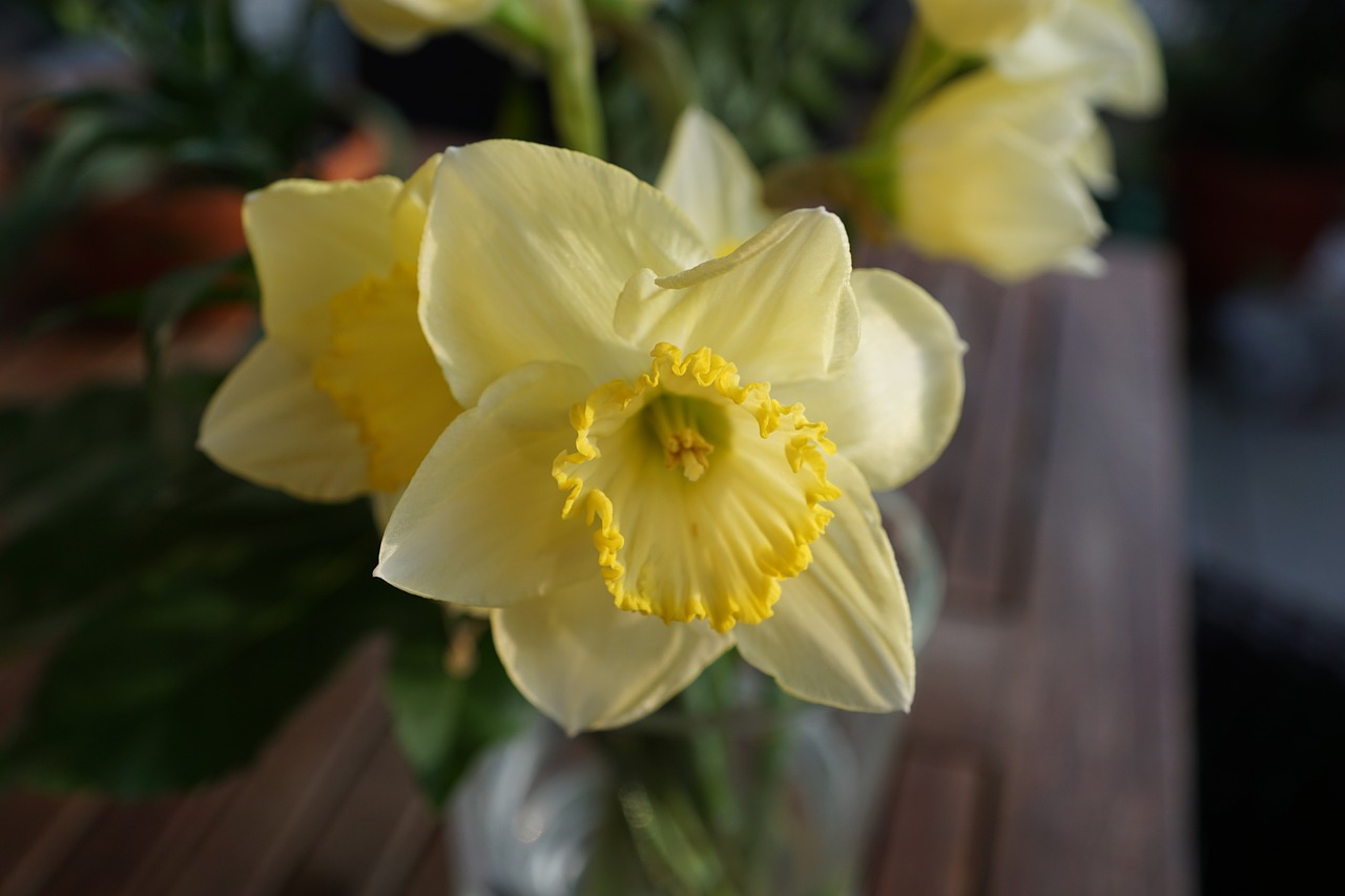 narcissus flower yellow free photo