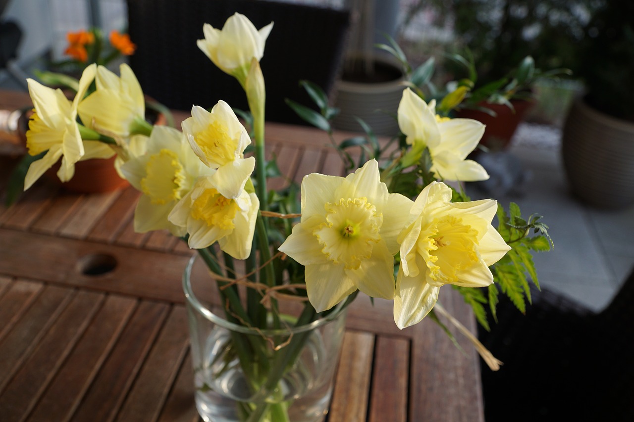 narcissus flower yellow free photo