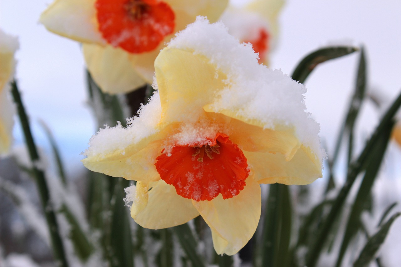 narcissus blossom bloom free photo