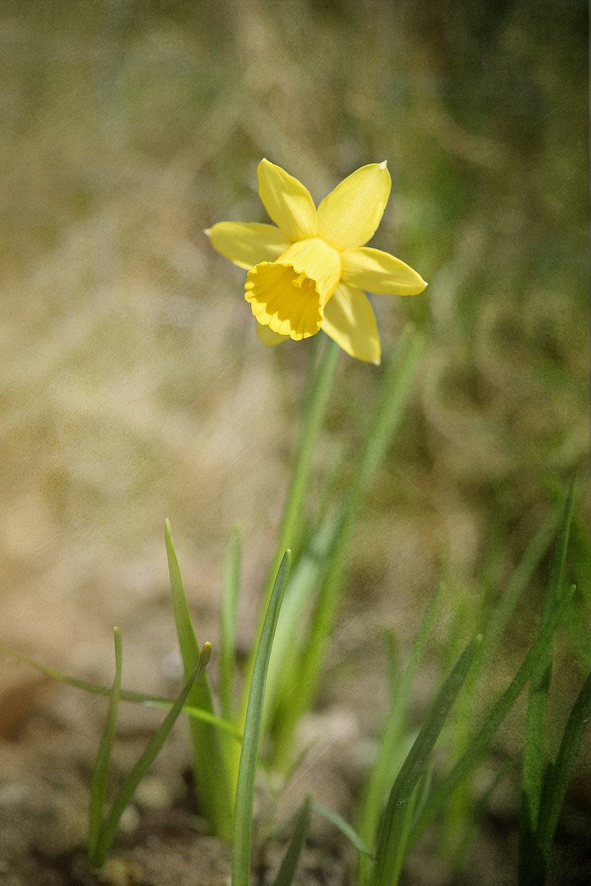 narcissus flower blossom free photo