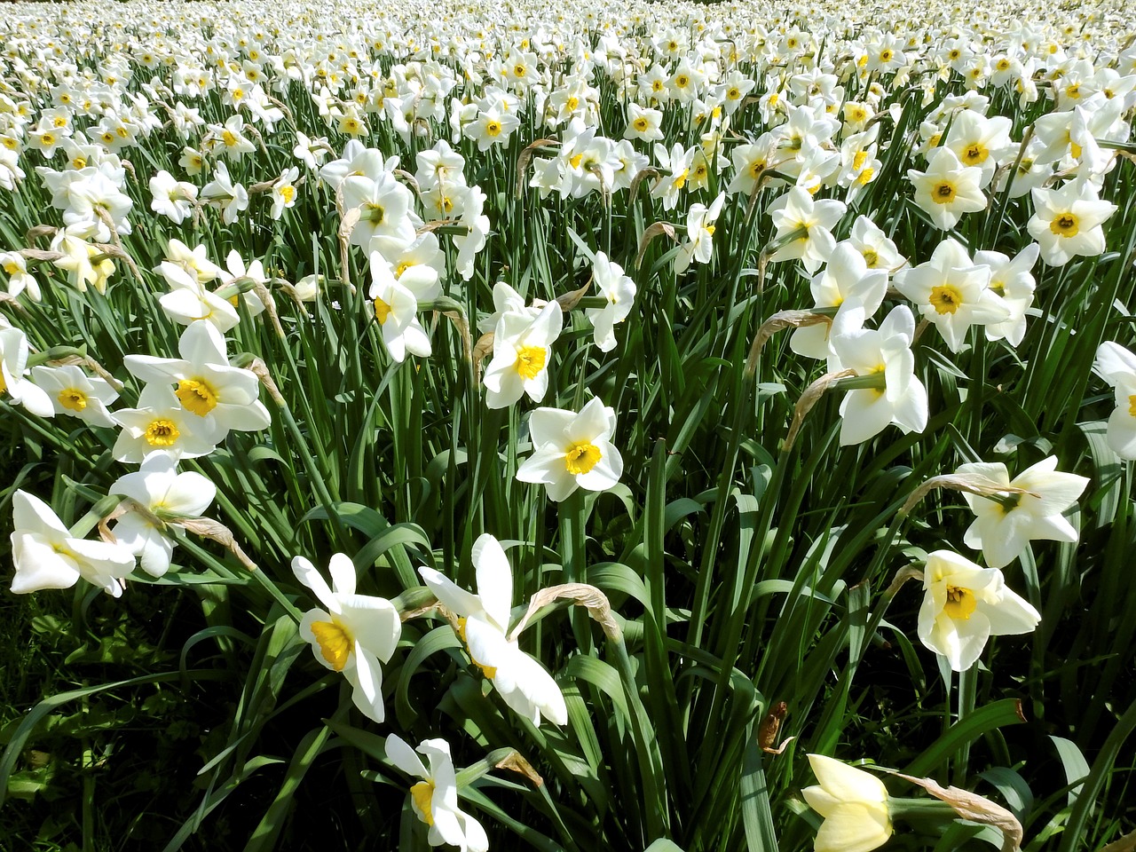 narcissus flower spring free photo