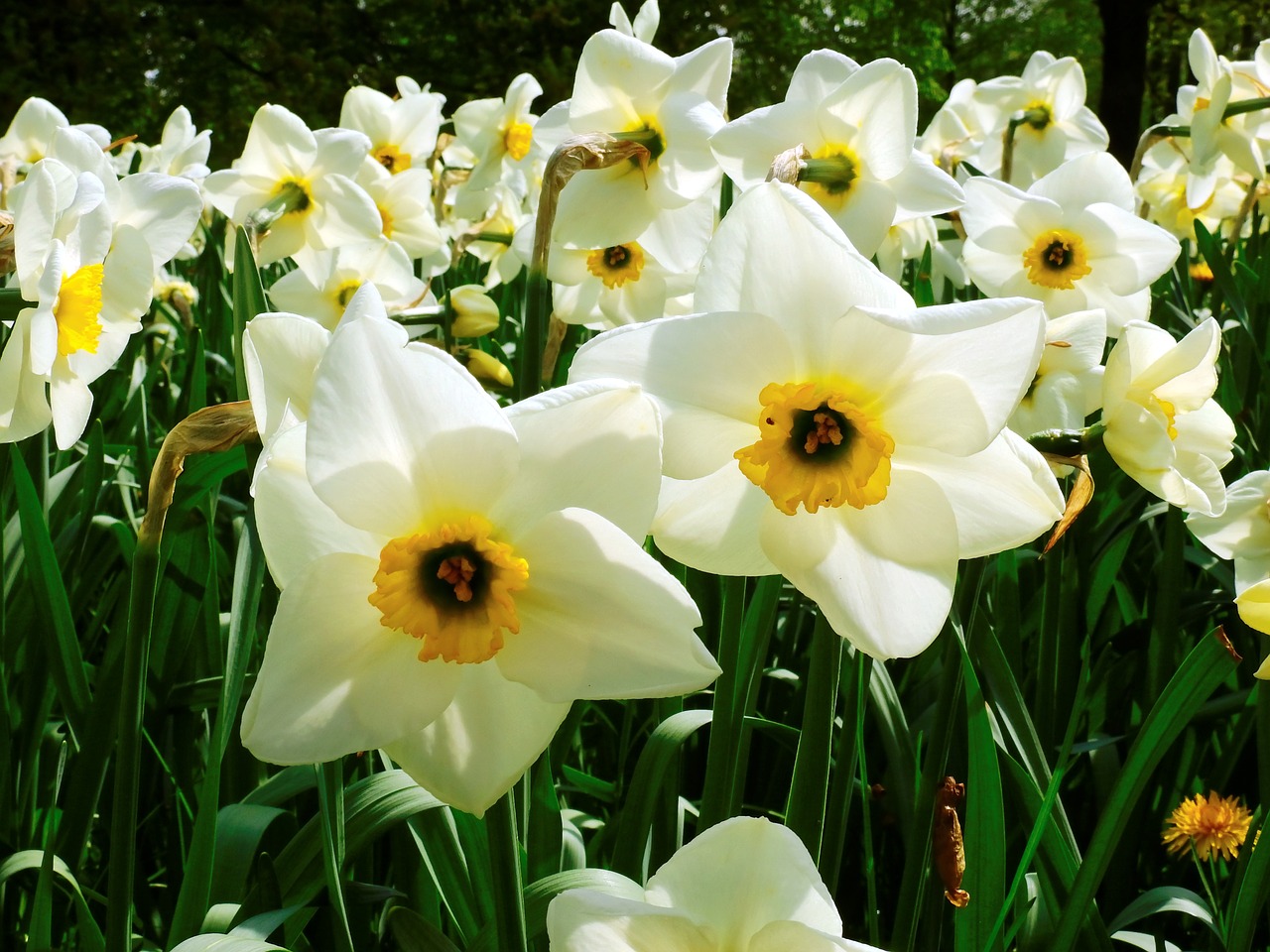 narcissus flower spring free photo