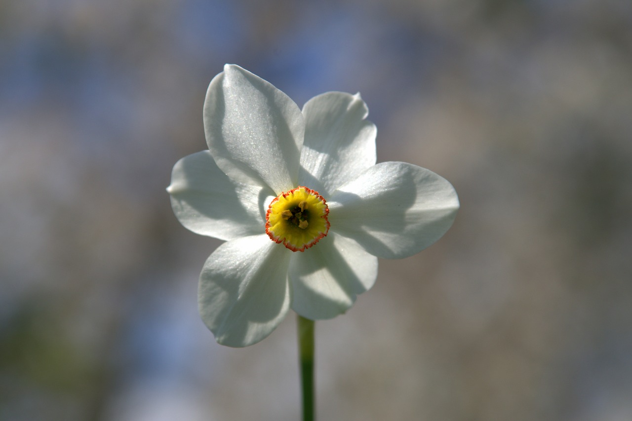 narcissus flower blooming free photo