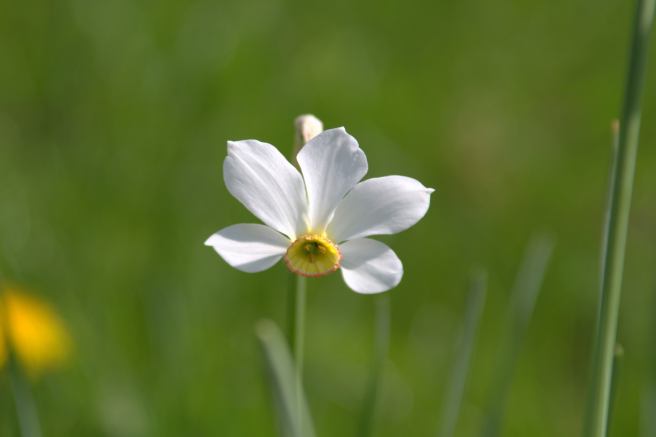 narcissus flower garden free photo