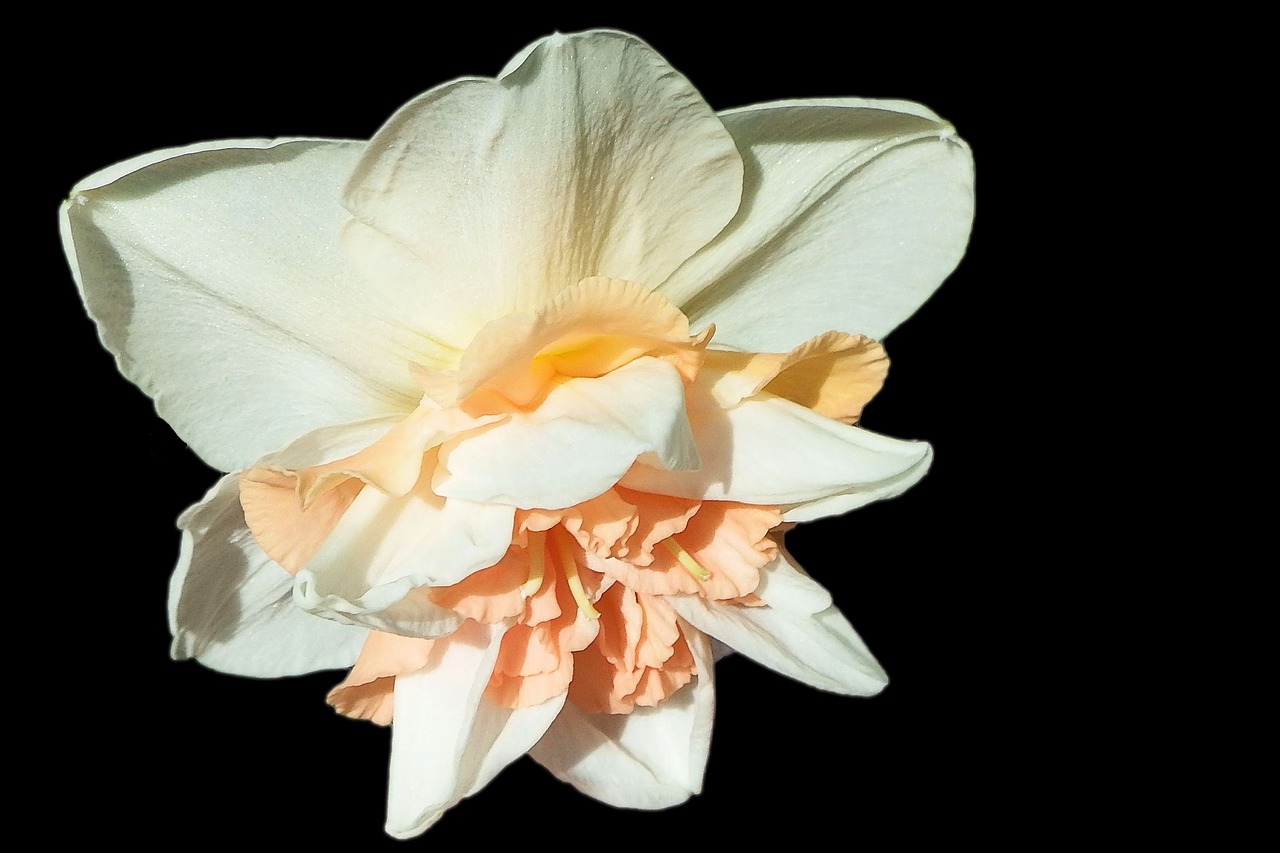 narcissus blossom bloom free photo