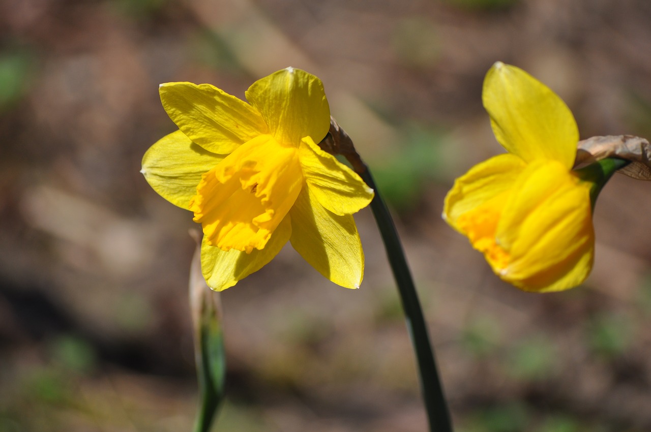 narcissus flower spring free photo