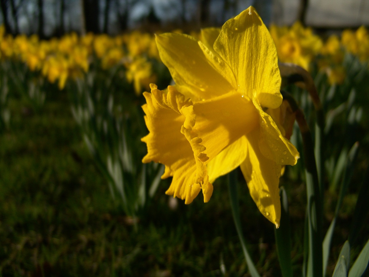 narcissus daffodil easter free photo