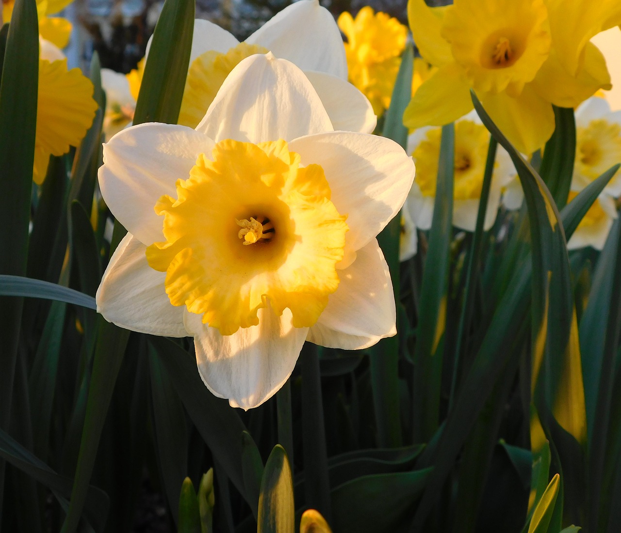 narcissus yellow-white narcissus white daffodil free photo