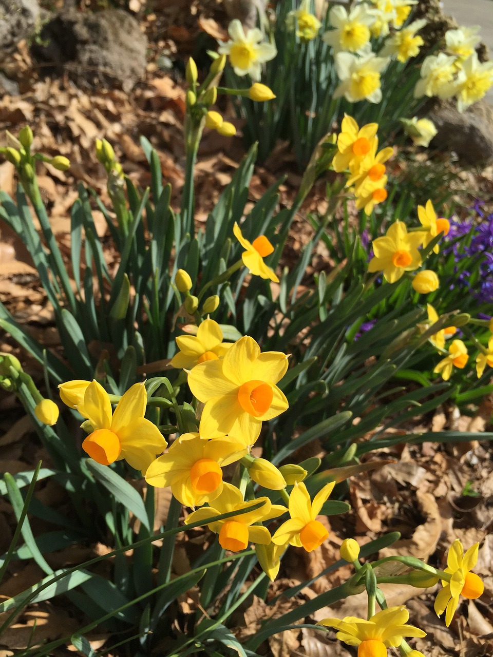 narcissus yellow spring flowers free photo