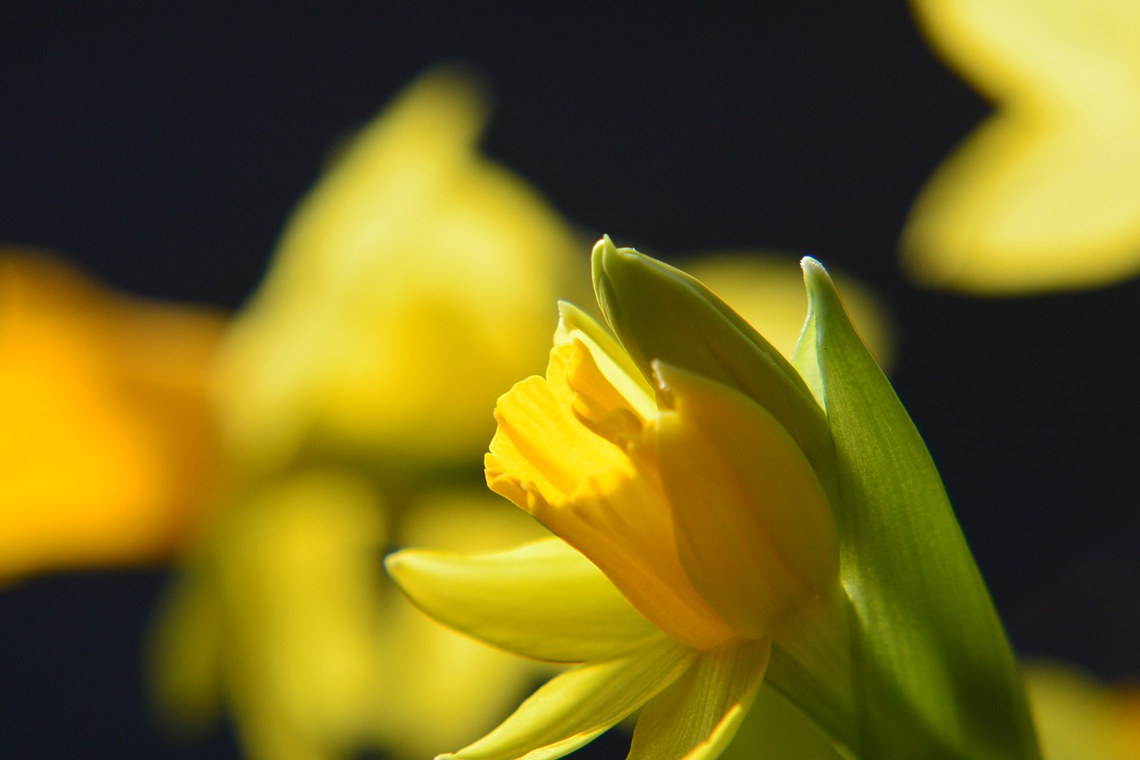 narcissus daffodil macro free photo