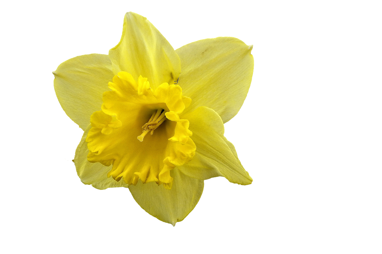 narcissus daffodil yellow free photo