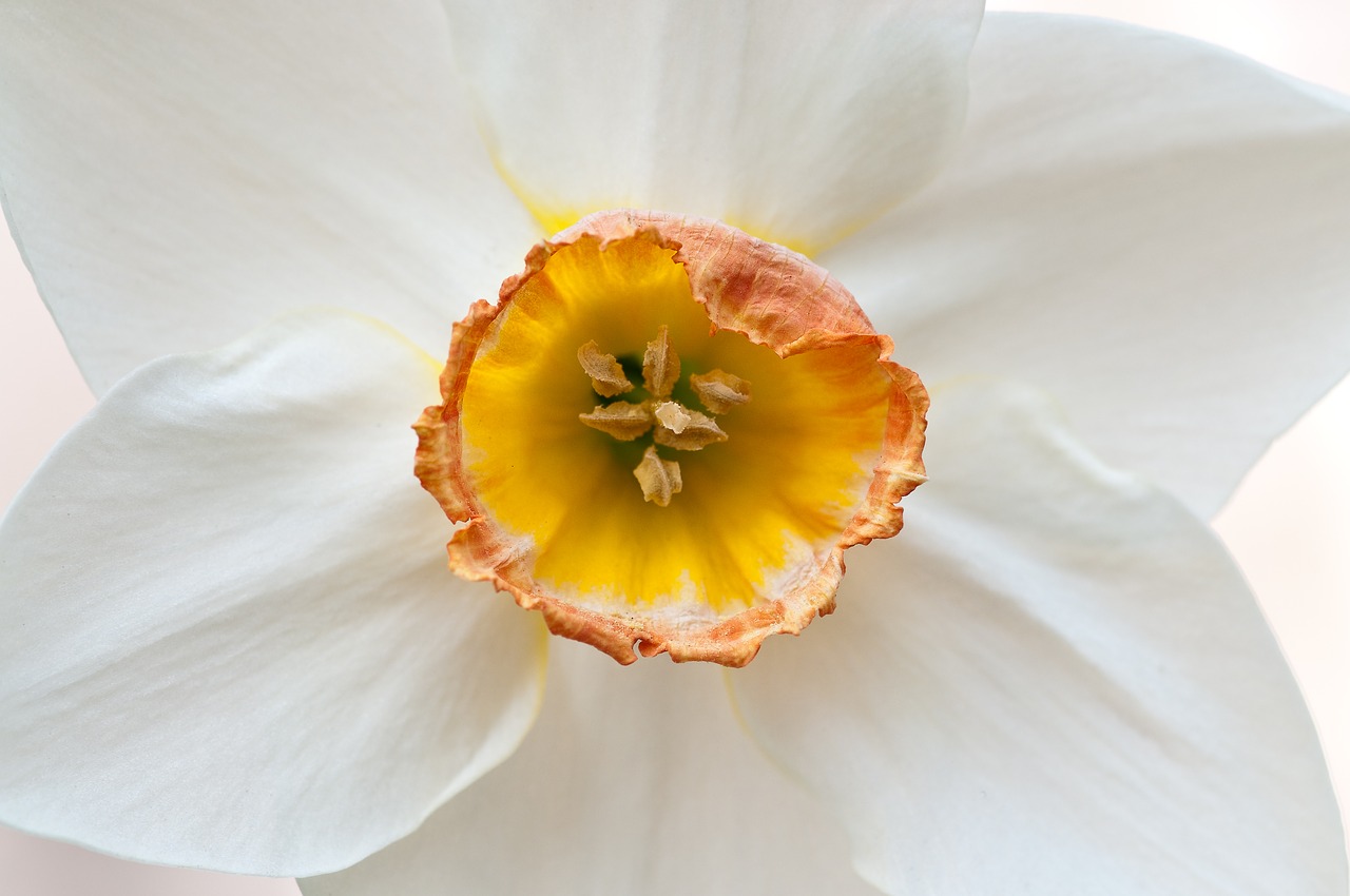 narcissus daffodil flower free photo