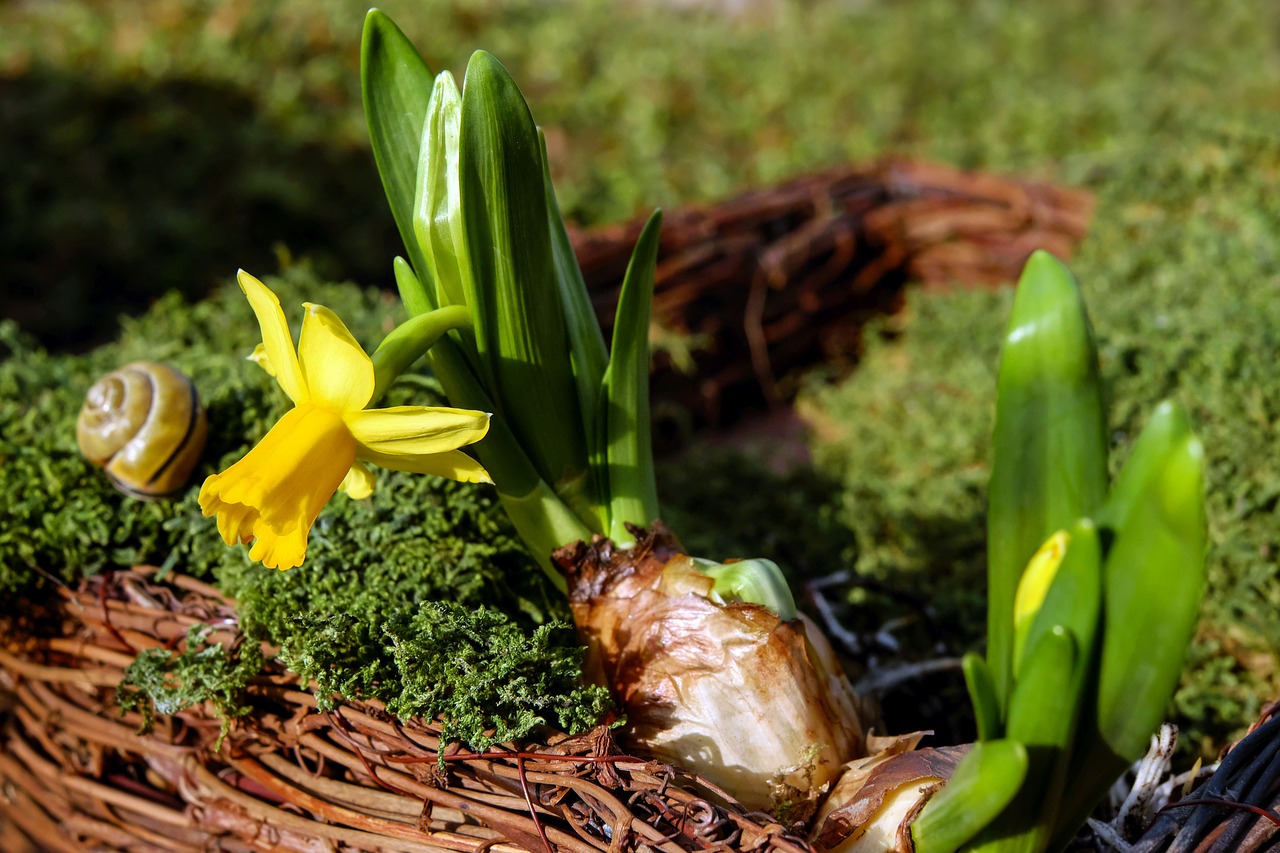 narcissus flower blossom free photo