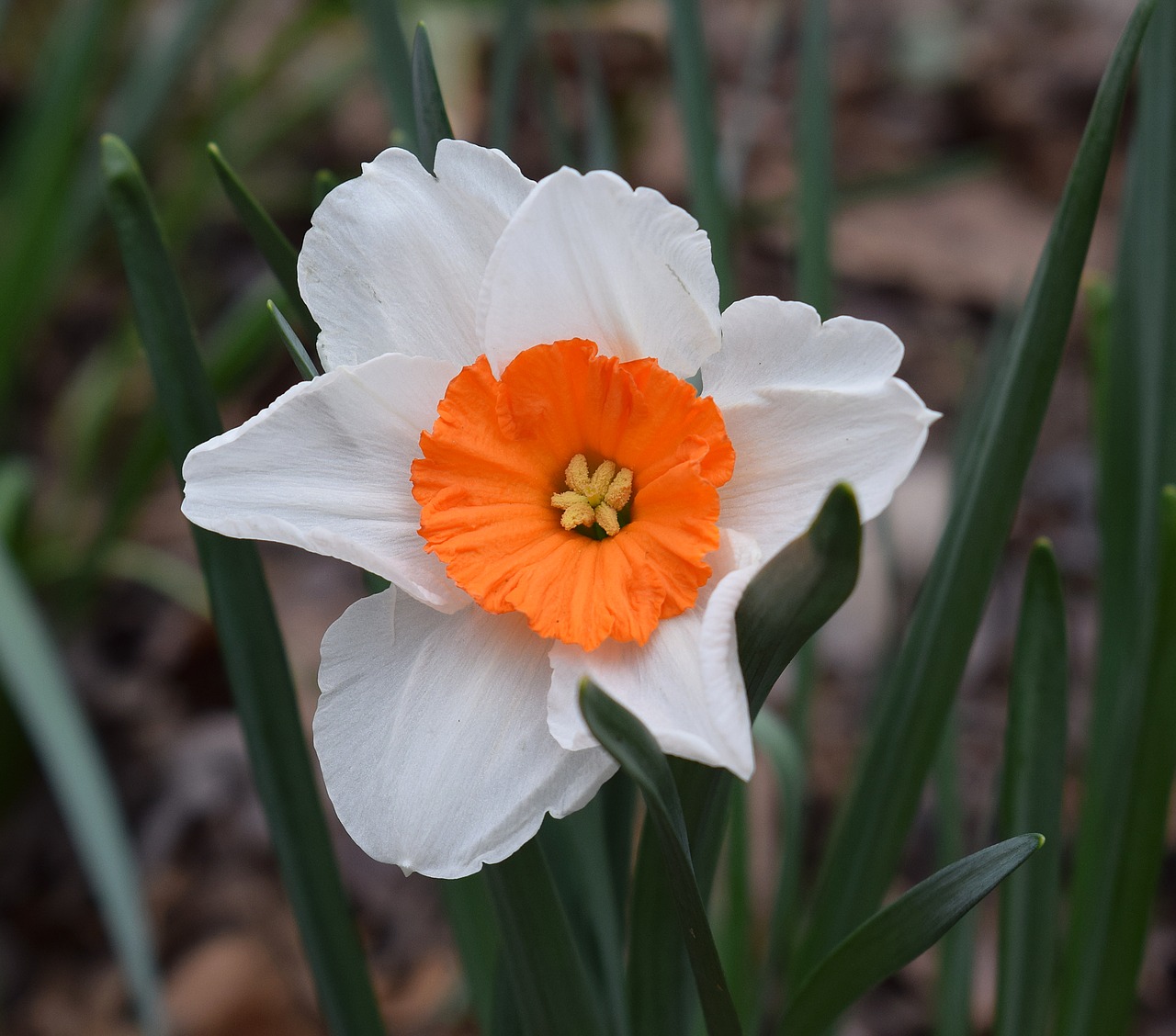 narcissus daffodil flower free photo