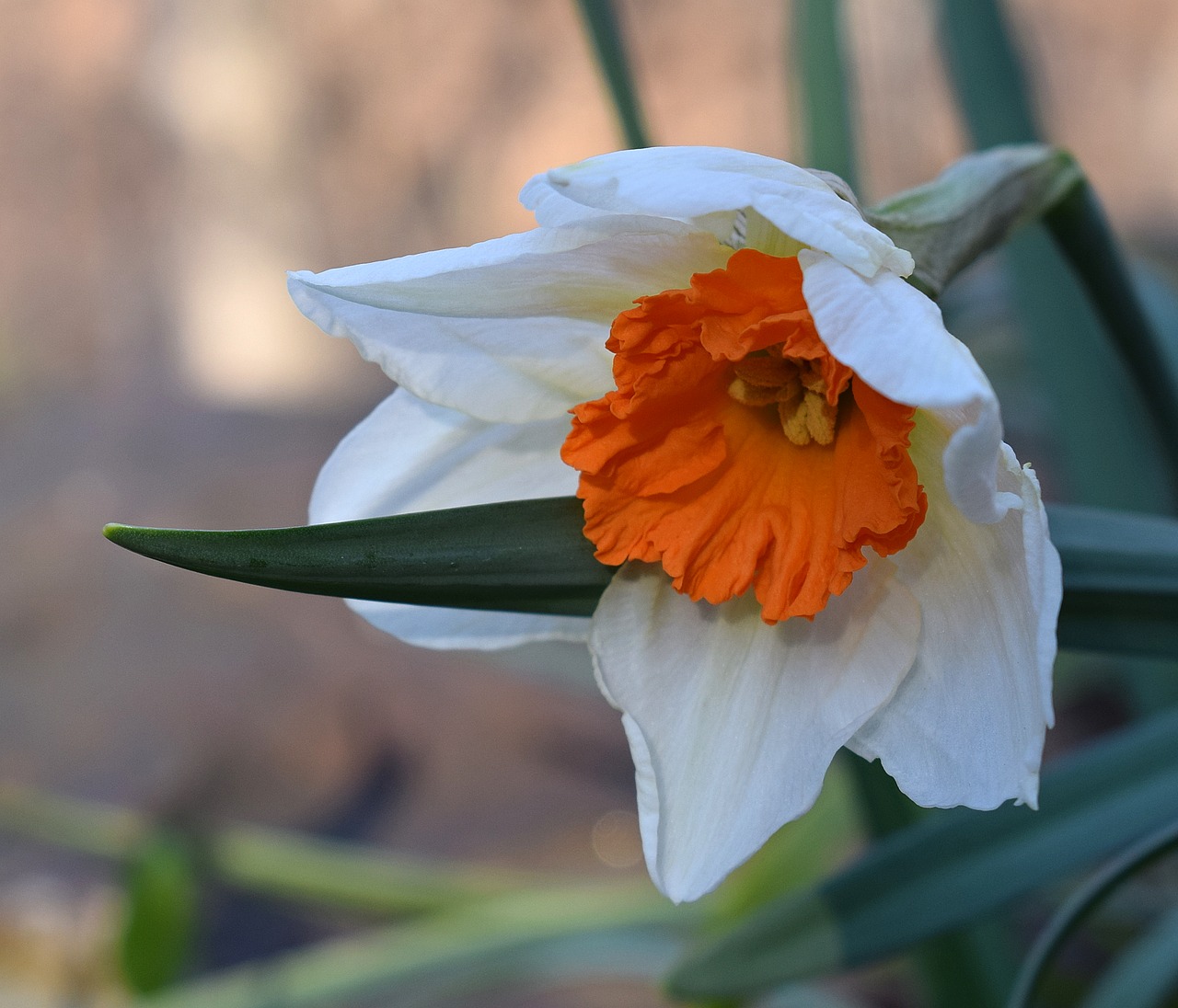 narcissus daffodil flower free photo