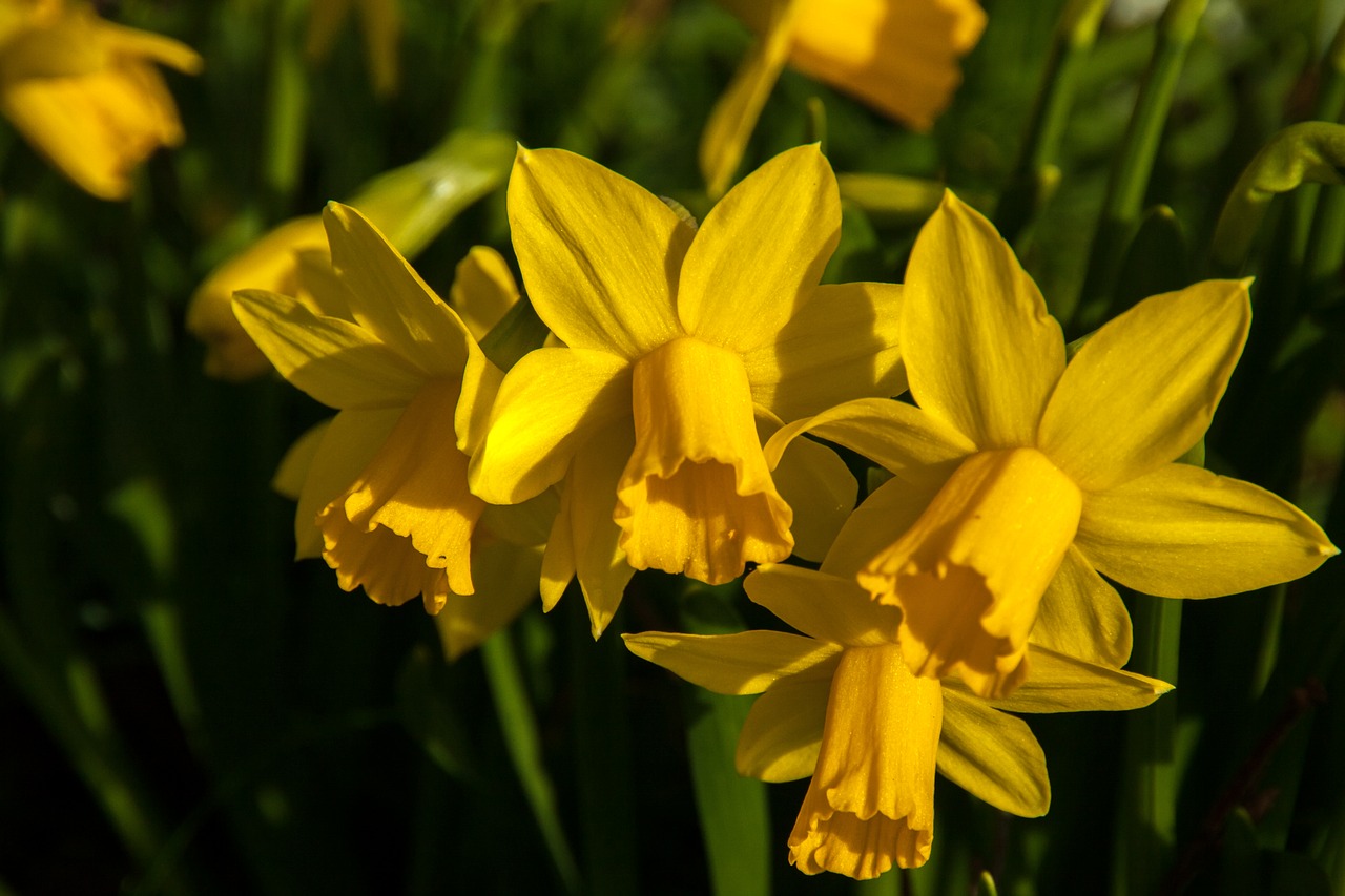 narcissus daffodil easter free photo