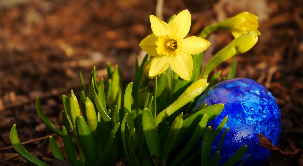 narcissus egg easter free photo