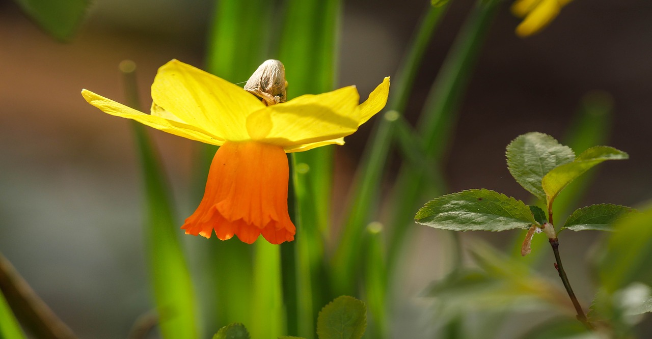 narcissus spring flowers free photo