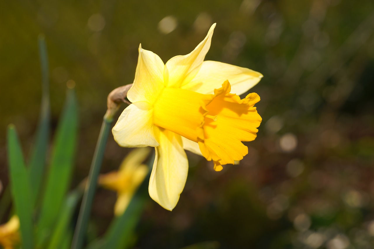 narcissus daffodil yellow free photo