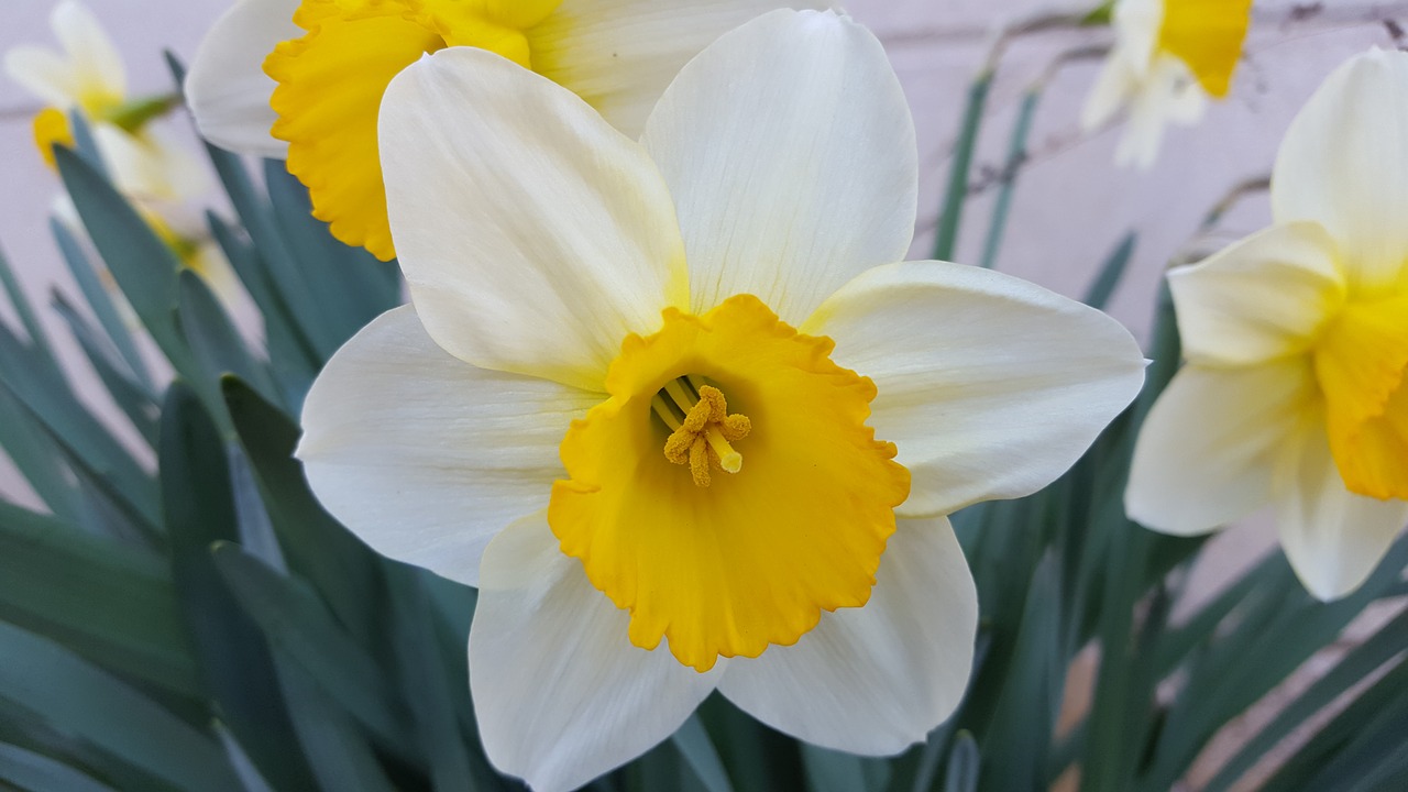 narcissus spring flowers flowers free photo