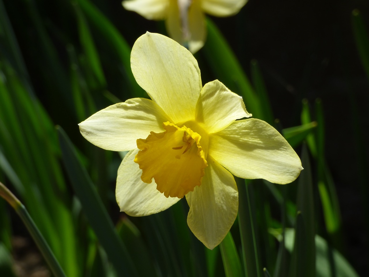 narcissus flower spring flowers free photo