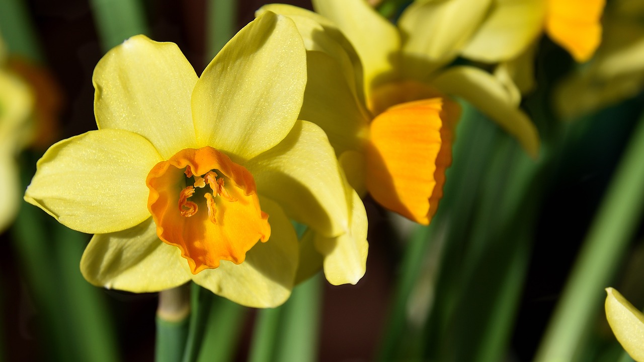 narcissus flower blossom free photo