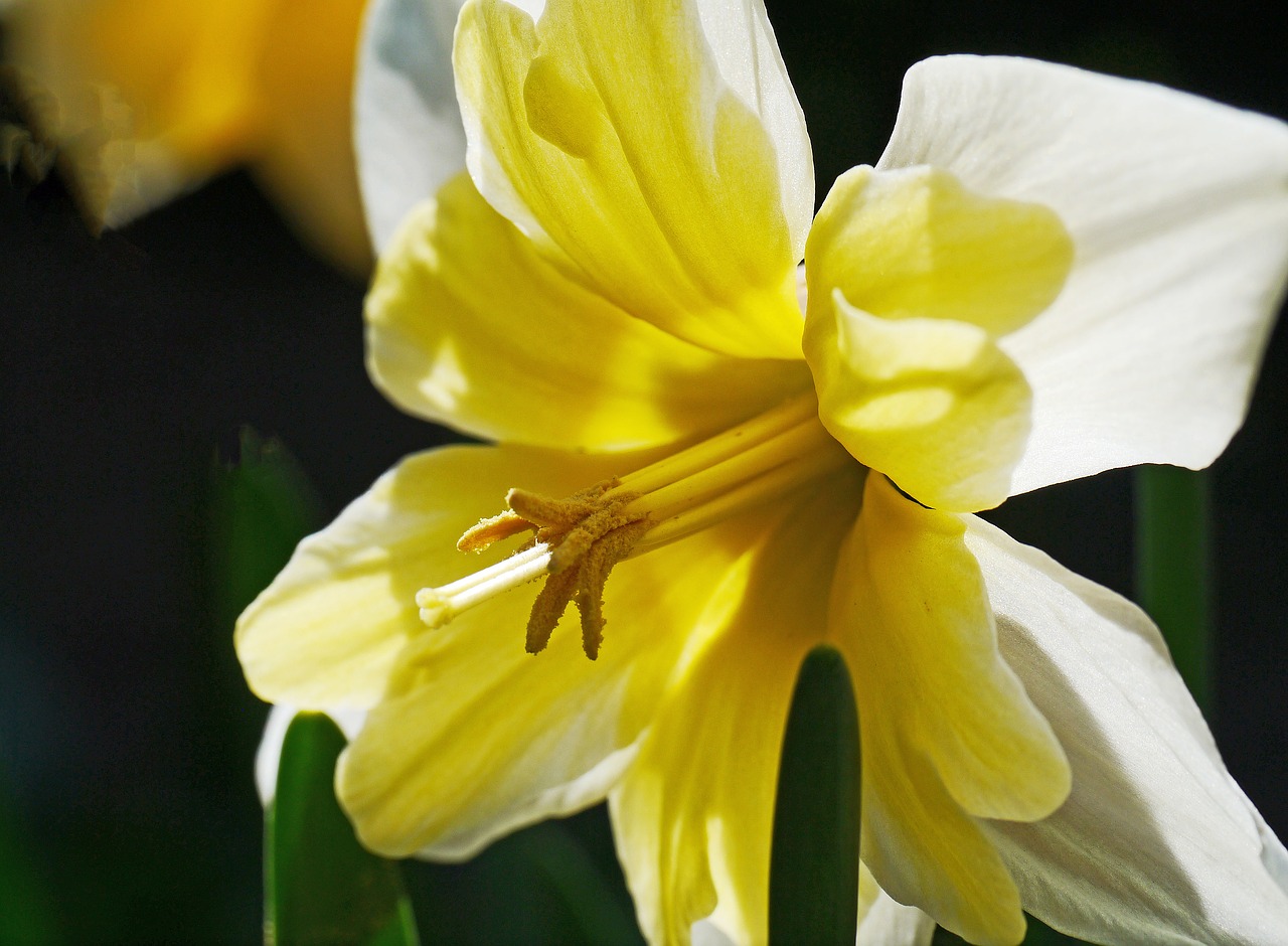 narcissus daffodil yellow free photo