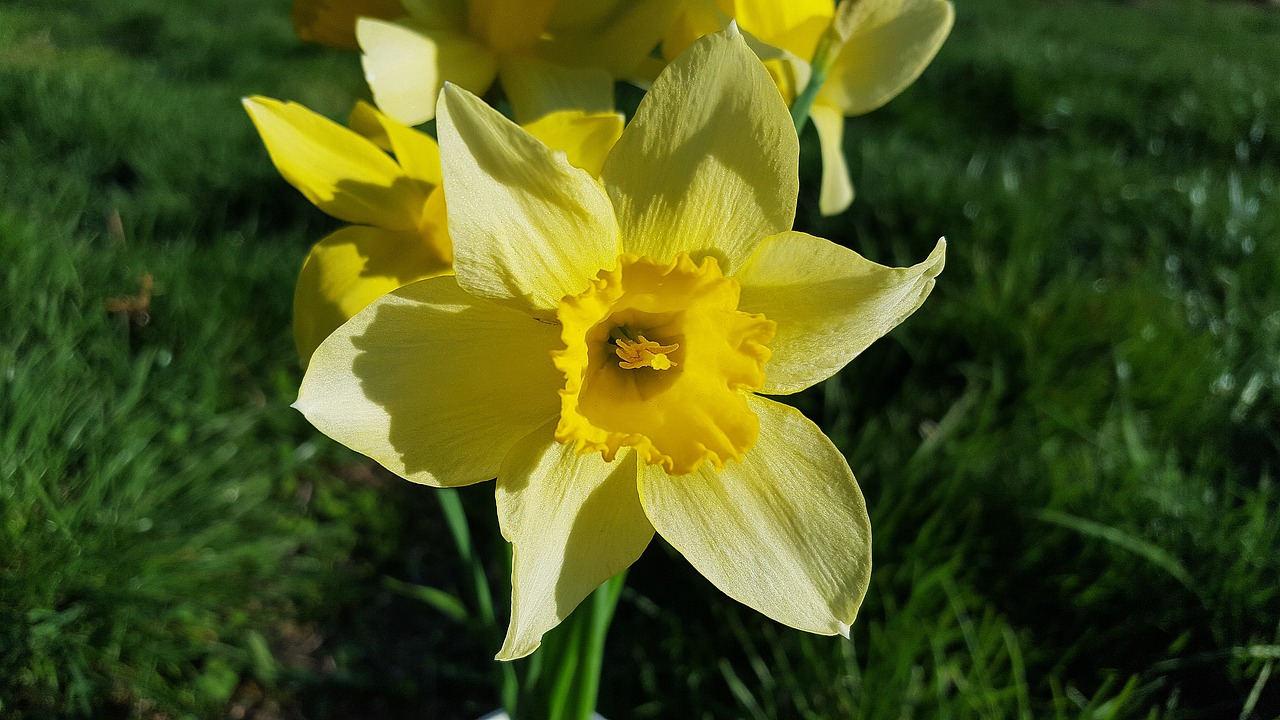 narcissus daffodil narcissus flower free photo