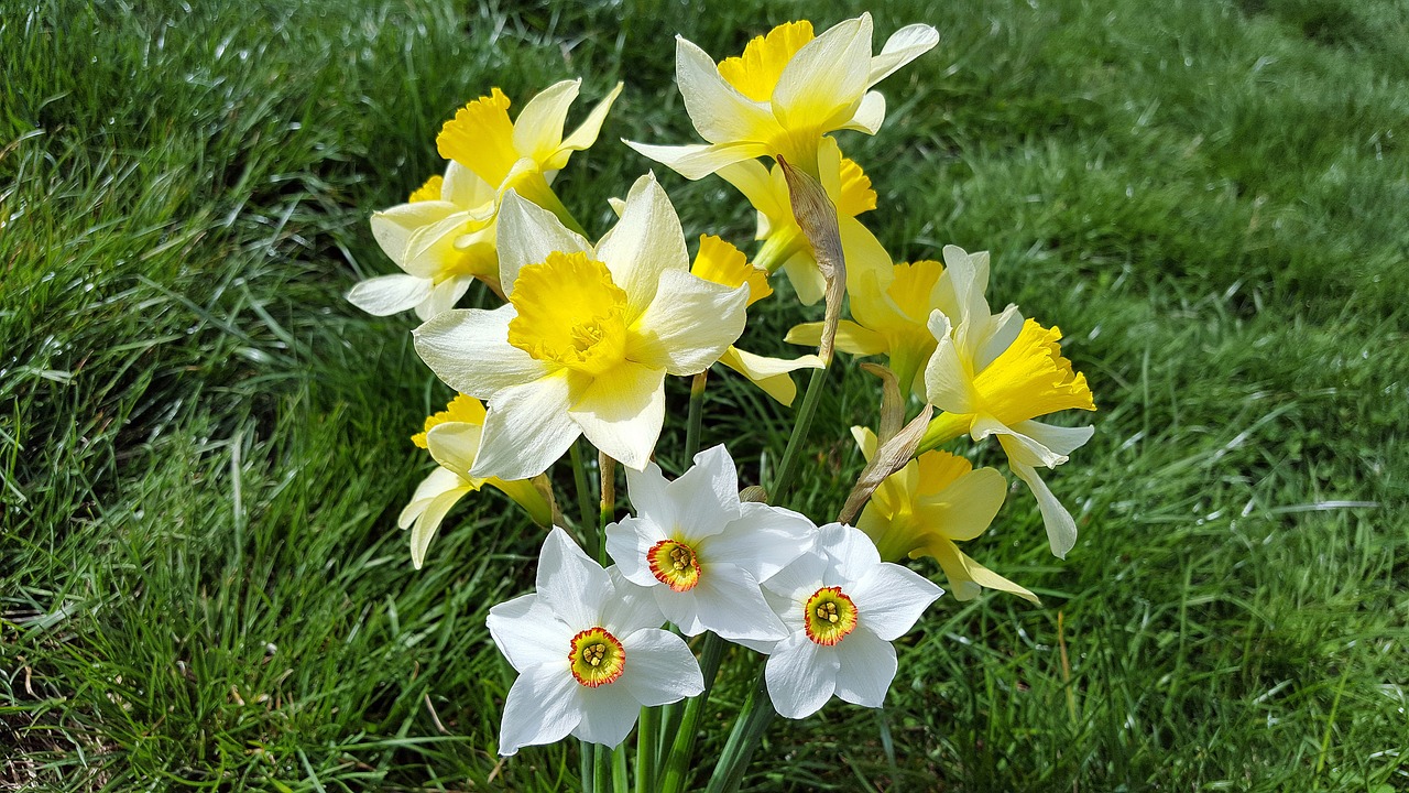 narcissus daffodil narcissus bouquet free photo