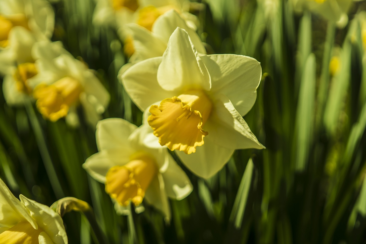 narcissus daffodils yellow free photo