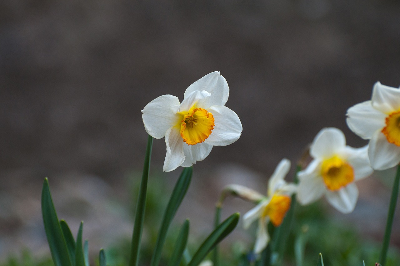 narcissus spring blossom free photo