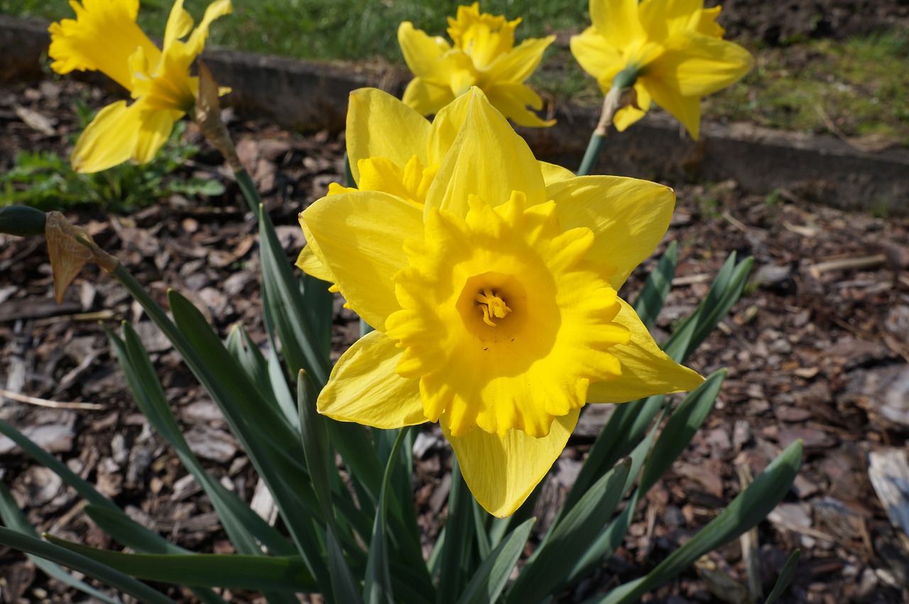 narcissus daffodil yellow free photo