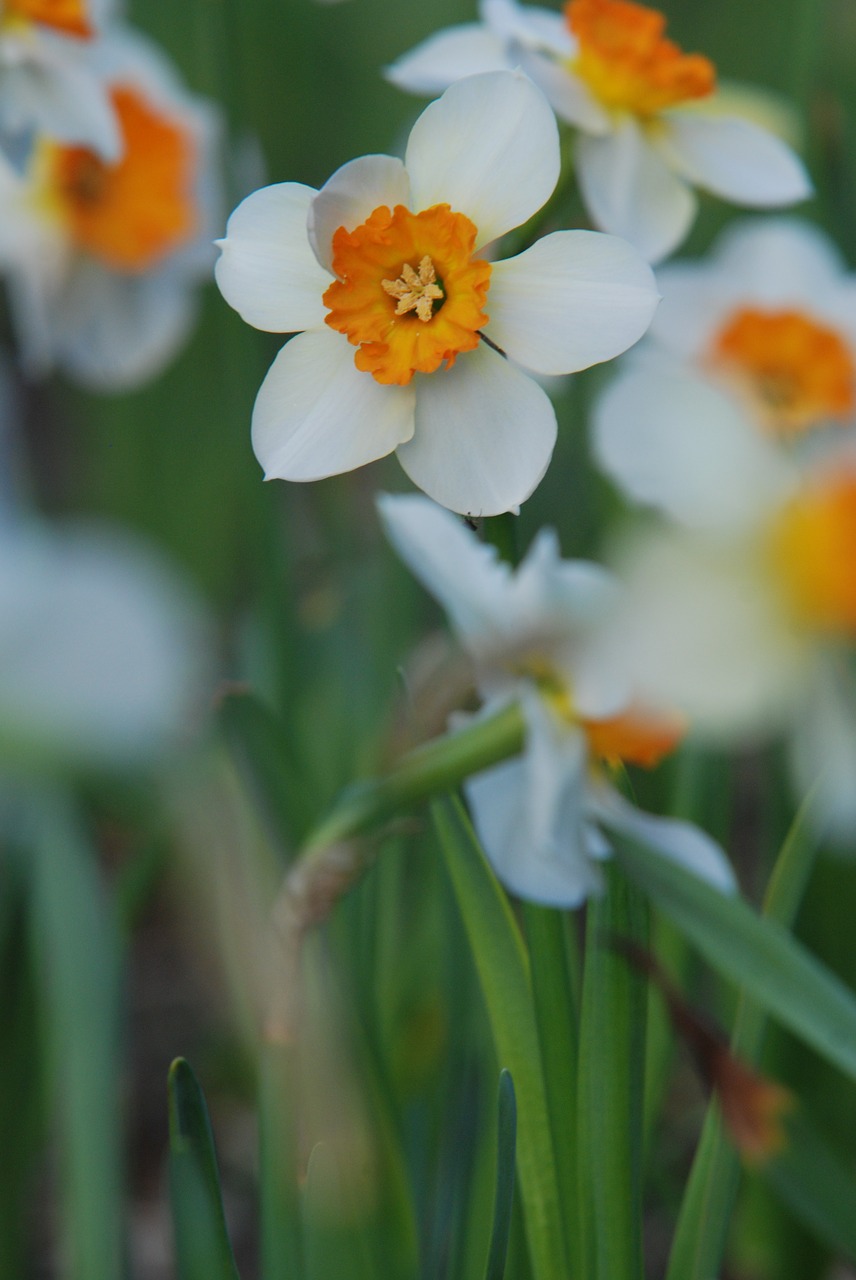 narcissus flower free pictures free photo