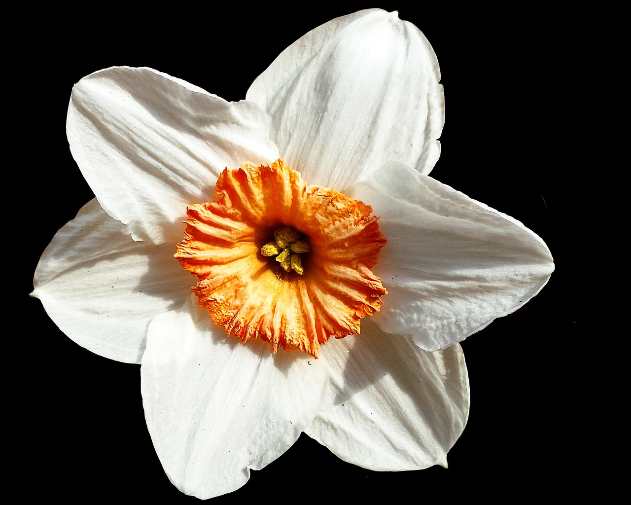 narcissus flower white free photo