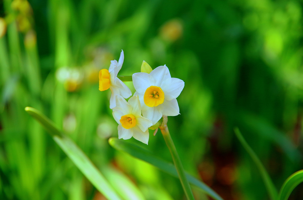 narcissus japan green free photo