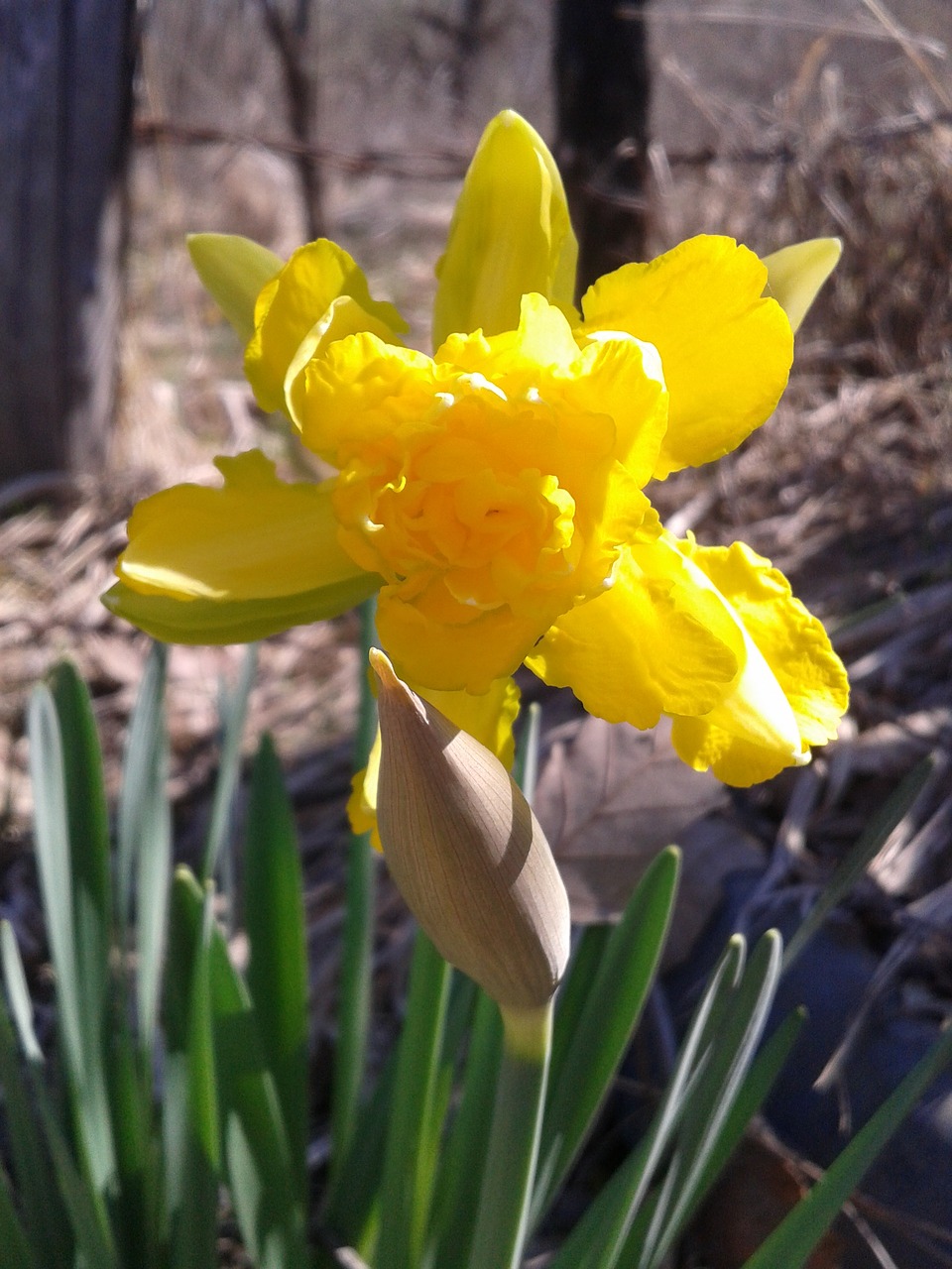 narcissus spring flower free photo