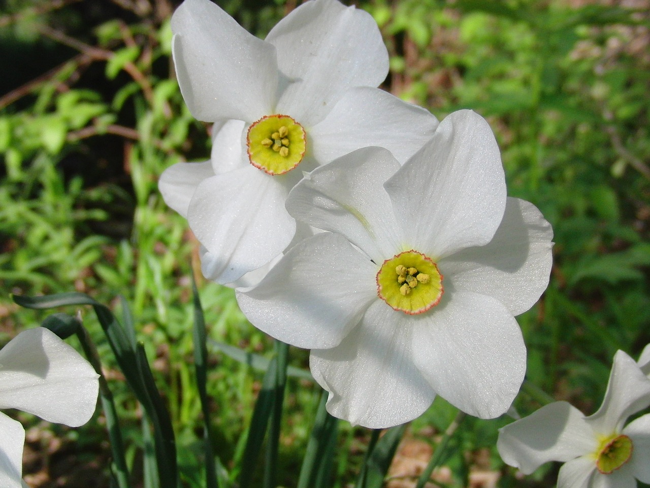 narcissus garden flower closeup free photo