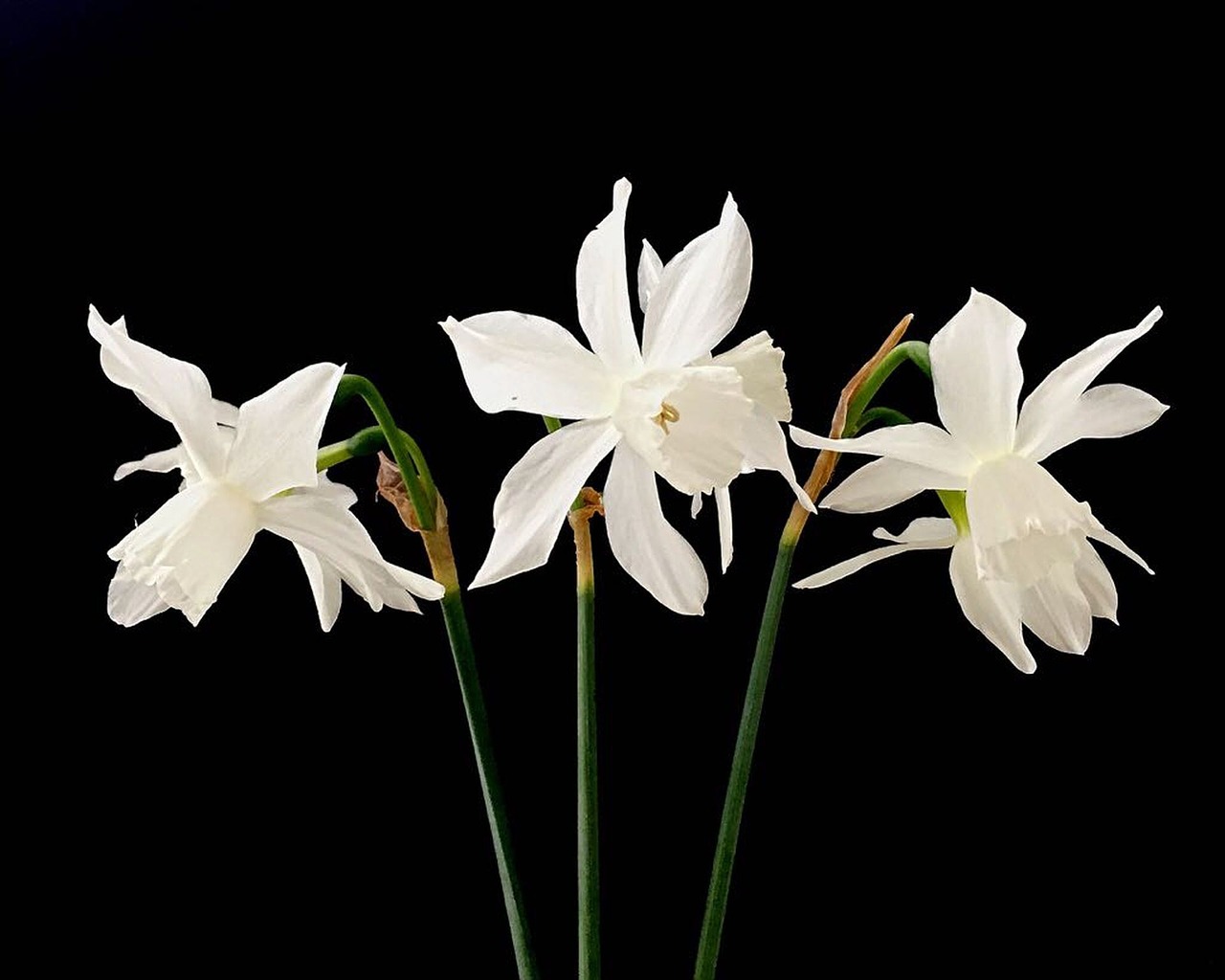 narcissus flower white free photo