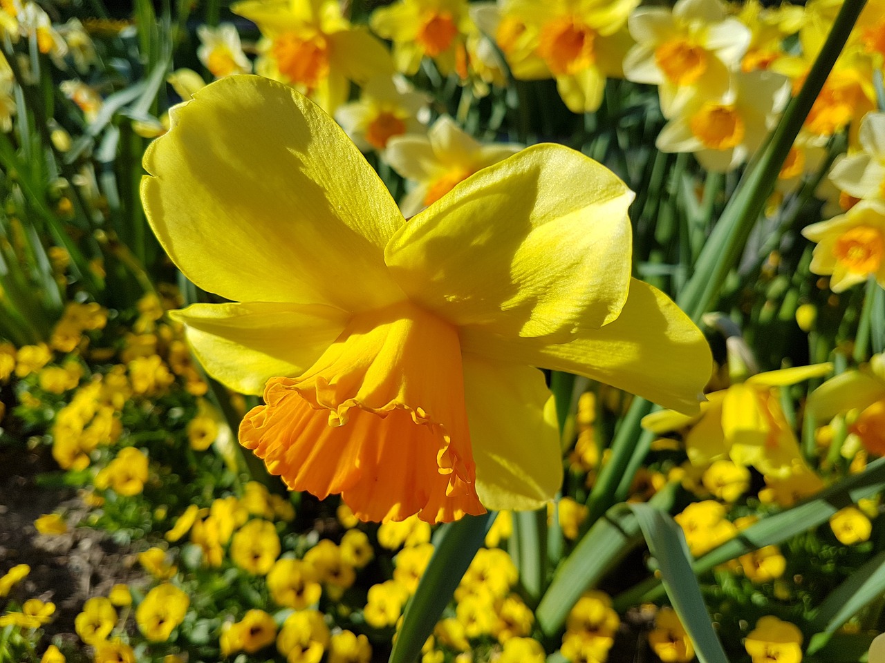 narcissus flower spring free photo