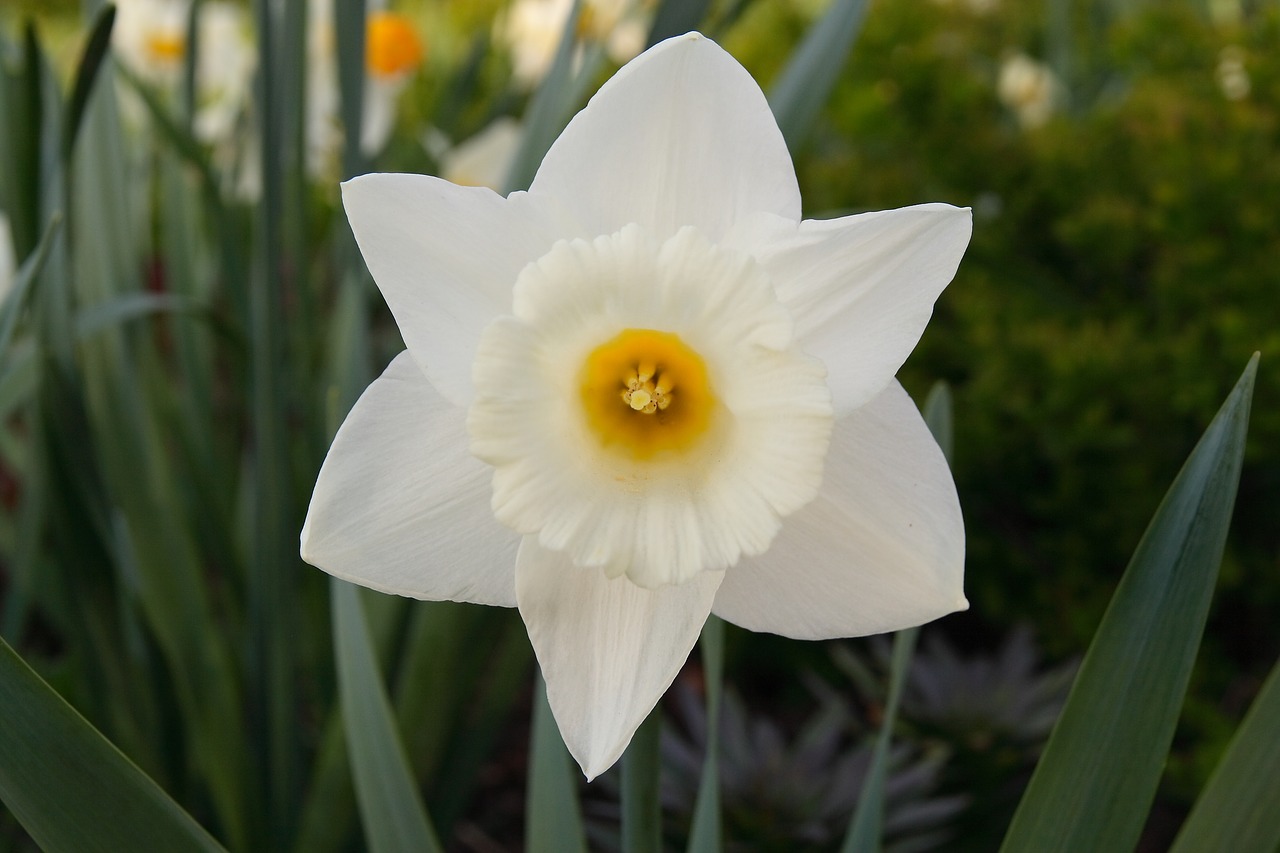 narcissus flower white free photo