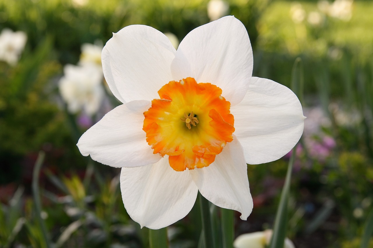 narcissus flower flowers free photo