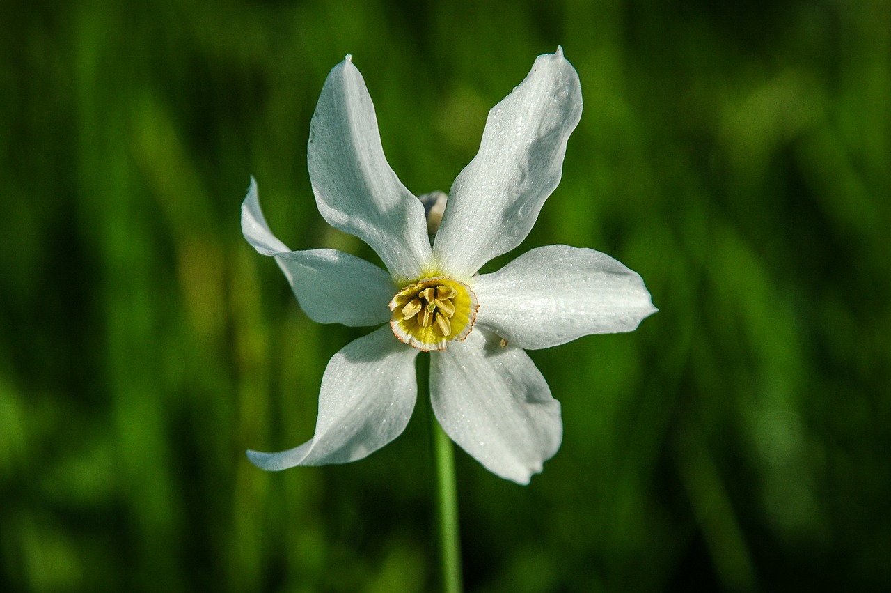 narcissus white plant free photo