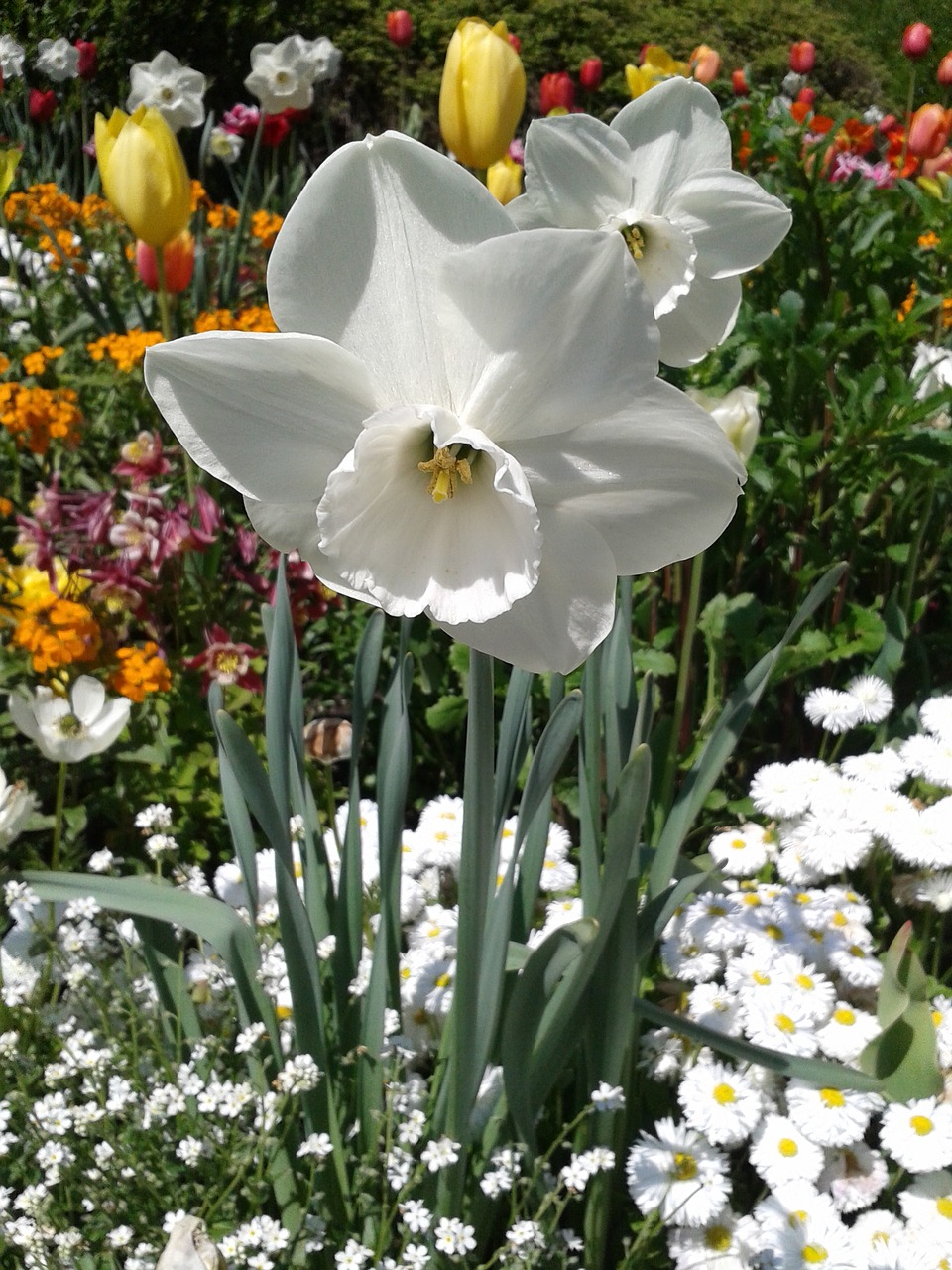 narcissus white blossom free photo