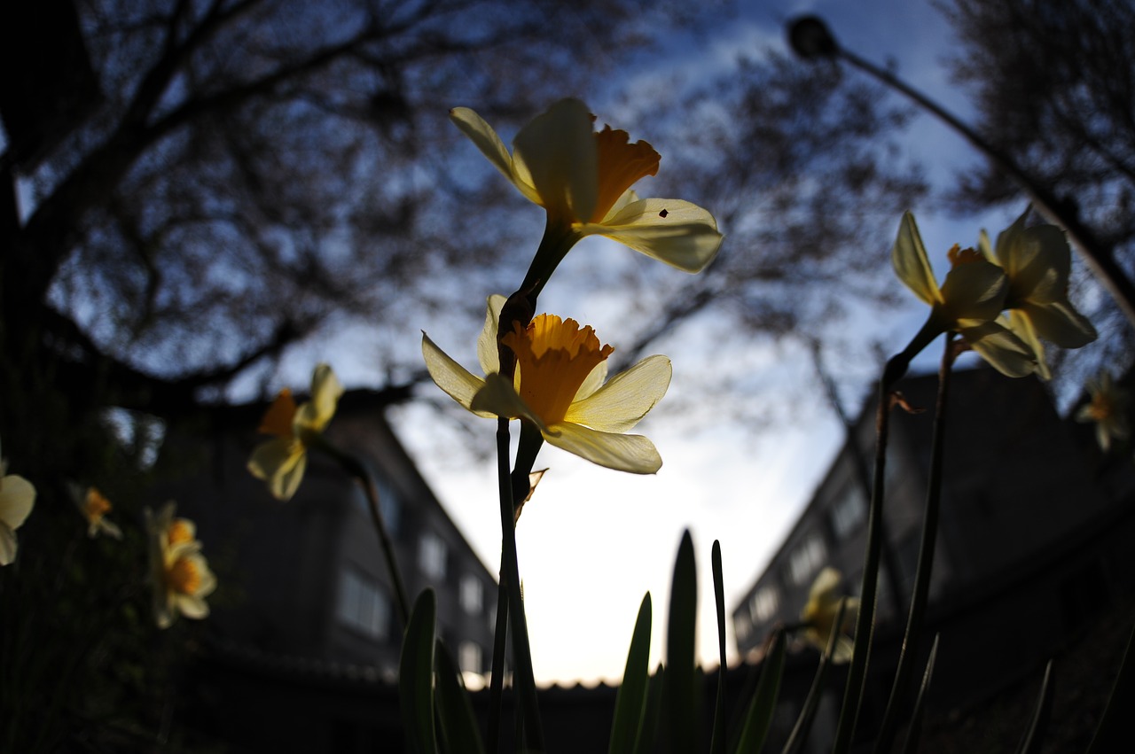 narcissus evening blue free photo