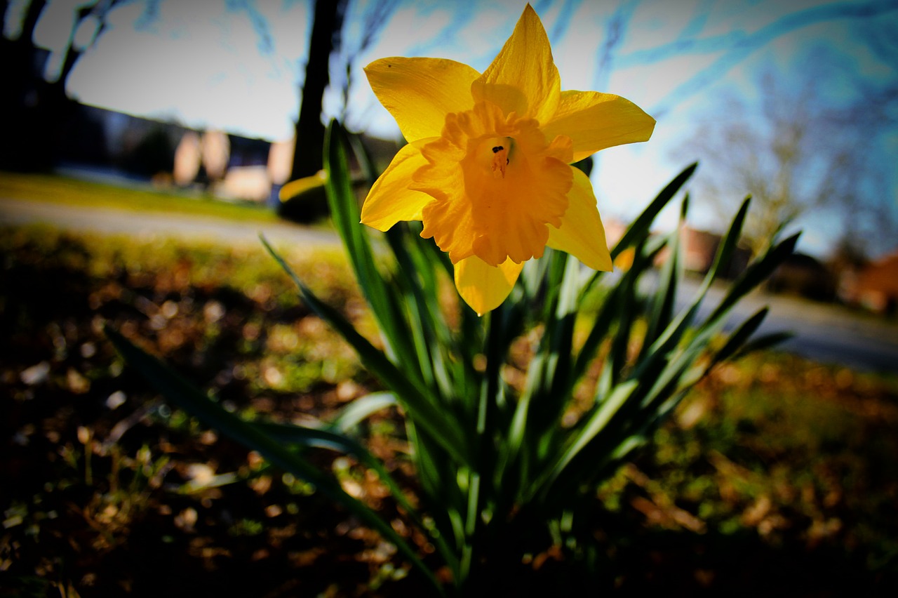 narcissus flower blossom free photo