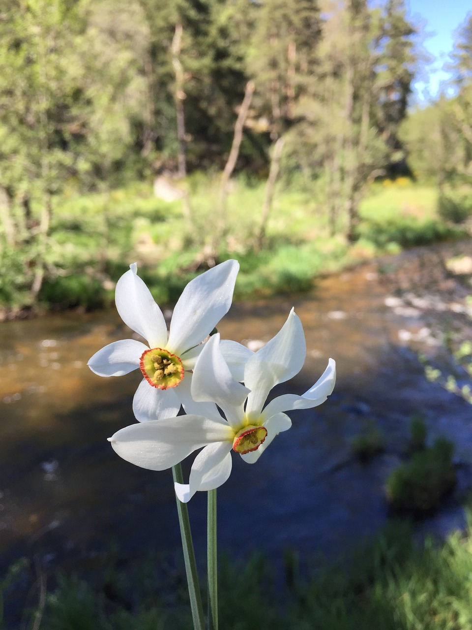 narcissus flower white free photo